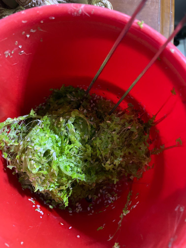 Duckweed, Pet Supplies, Homes & Other Pet Accessories on Carousell