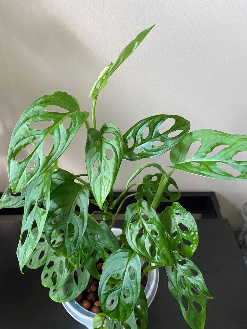 Hydroponic Swiss Cheese Plant 水培仙洞龟背竹, Furniture & Home Living