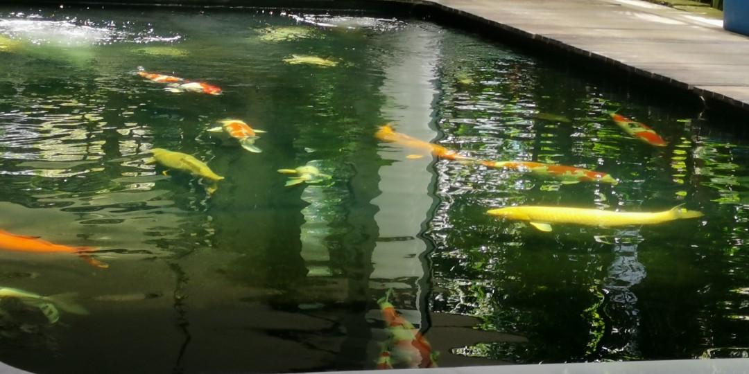Koi pond green water problem, maintenance, Pet Supplies, Homes