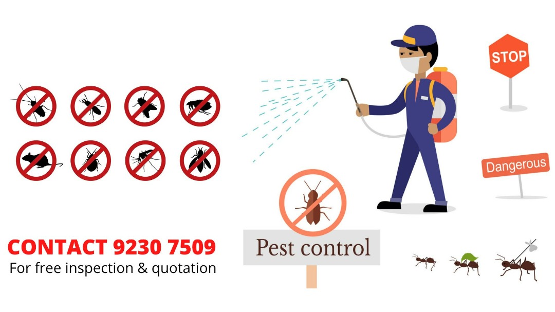 NEA Certified Pest Control Cockroach Bed Bug White Ant Mosquito Bagworm