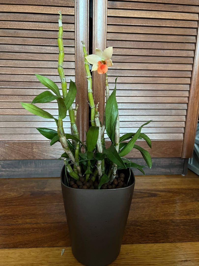 Orchids clearance, Furniture & Home Living, Gardening, Plants & Seeds