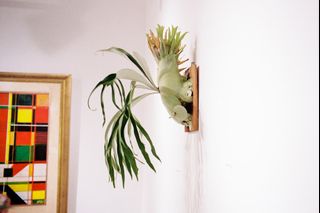 (Category: ) located in . Submitted by plantsparty (Listing ID 1182654279, Image 1). Description: .