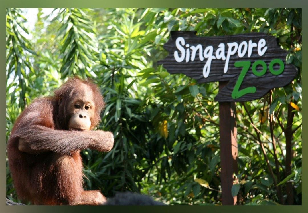 Singapore zoo tickets (90 for 4 pax), Tickets & Vouchers, Local