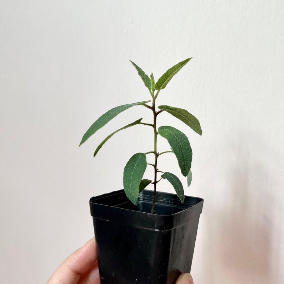 Eucalyptus citriodora (Lemon Eucalyptus), Furniture & Home Living