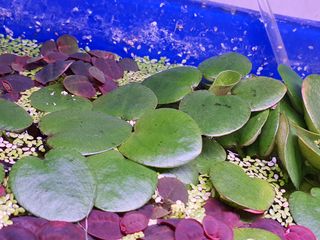 (Category: ) located in . Submitted by alan.lim.568 (Listing ID 1187843527, Image 1). Description: .