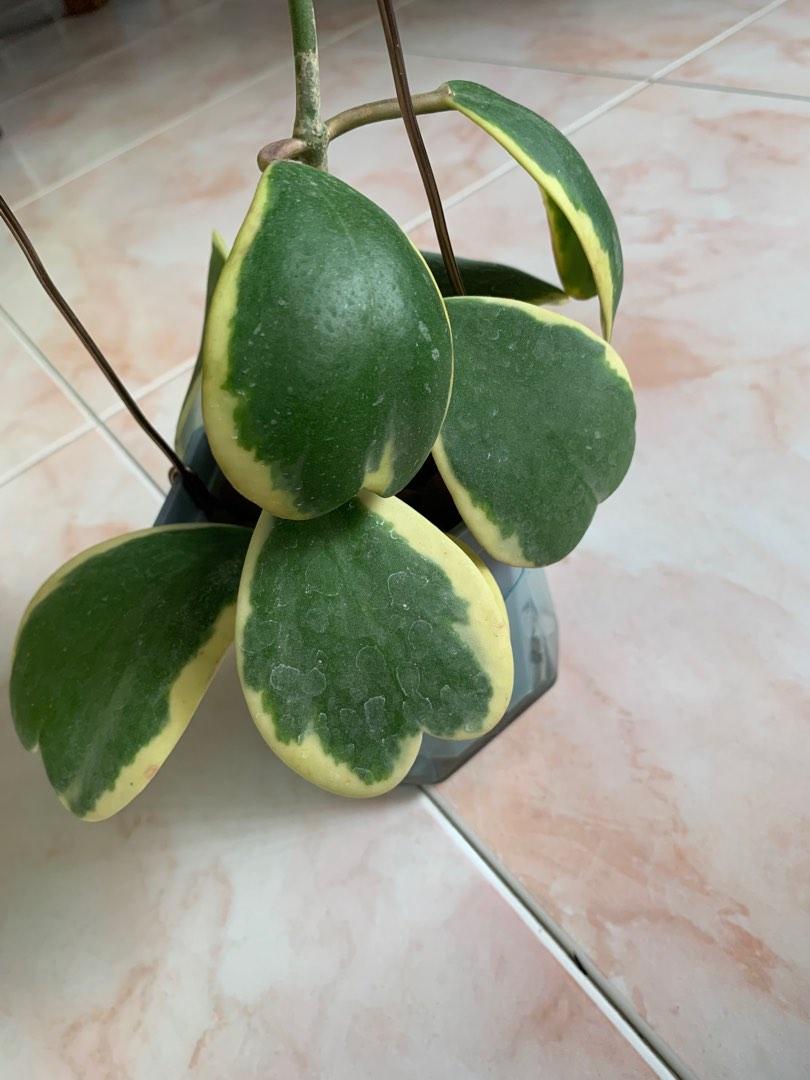 hoya-kerrii-in-leca-furniture-home-living-gardening-plants-seeds-on-carousell