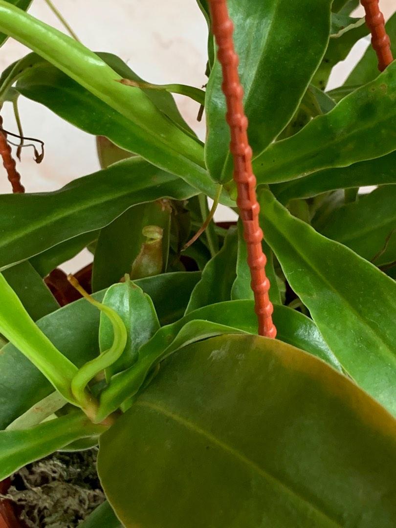 Nepenthes Alata Furniture Home Living Gardening Plants Seeds On