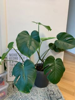 （分類：）位於 。 由 suelns 提交（商品編號 1187872127，圖片 1）。簡介： 。