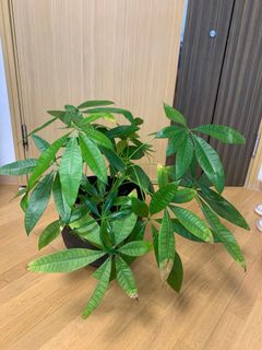 （分類：）位於 。 由 suelns 提交（商品編號 1187872398，圖片 1）。簡介： 。