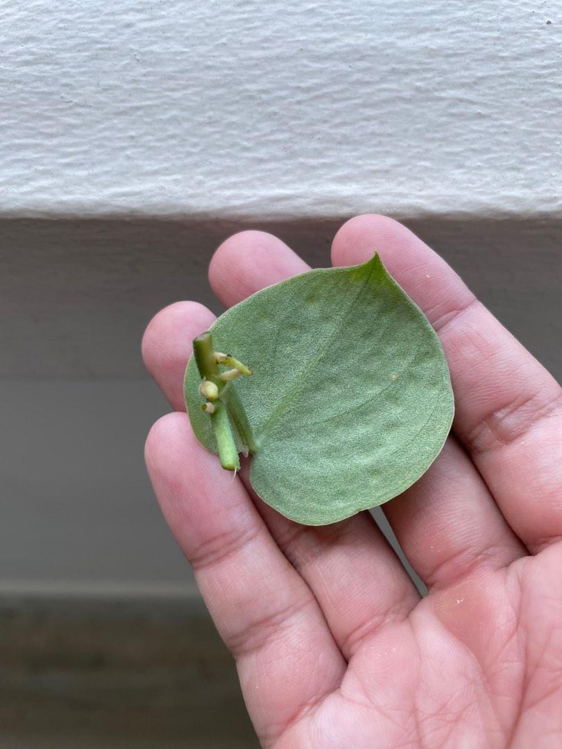 Scindapsus Snake Scale Plant (Cutting), Furniture & Home Living