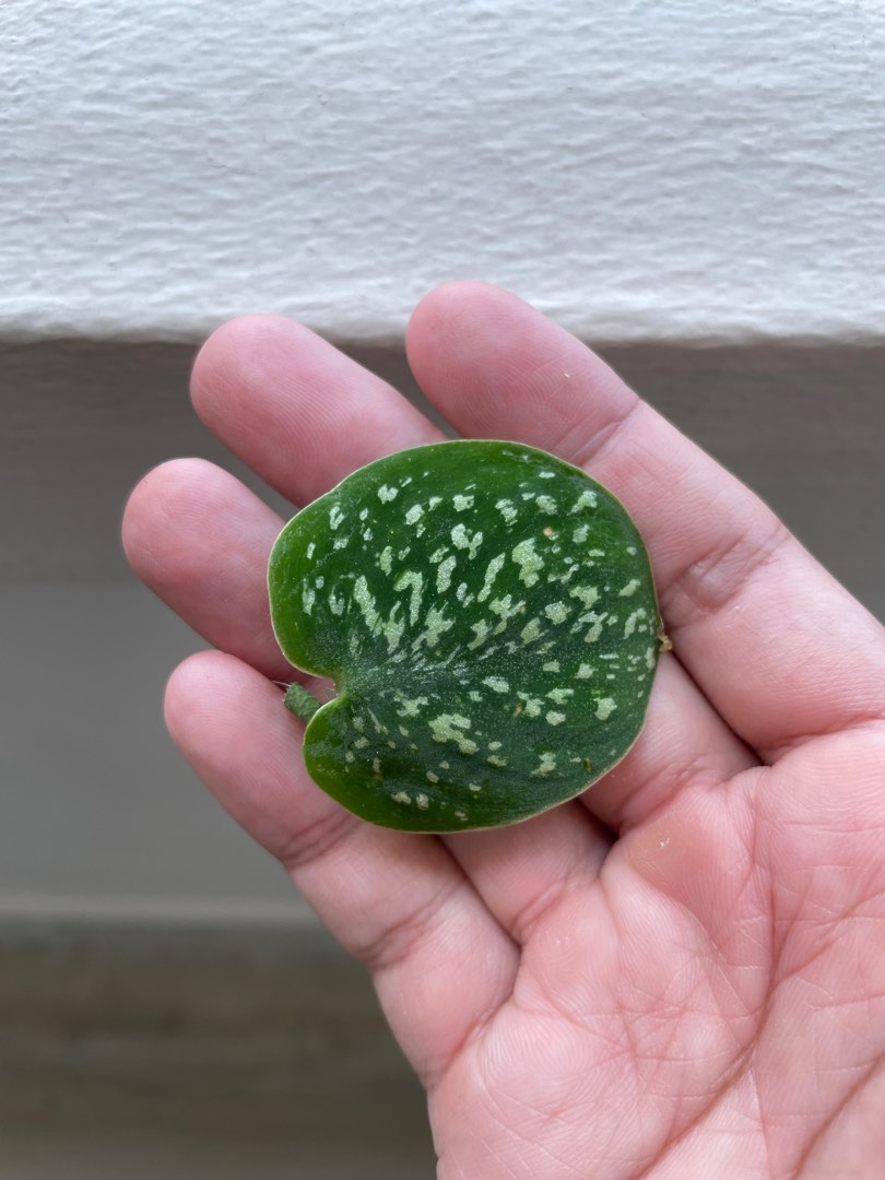 Scindapsus Snake Scale Plant (Cutting), Furniture & Home Living