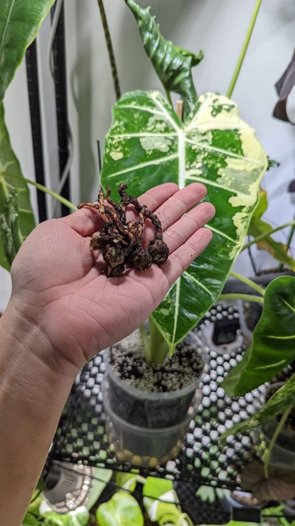 Alocasia Corms For Sale