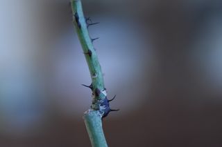 （分類：）位於 。 由 eowsos 提交（商品編號 1182886300，圖片 1）。簡介： 。