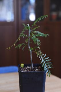 （分類：）位於 。 由 eowsos 提交（商品編號 1182885706，圖片 1）。簡介： 。
