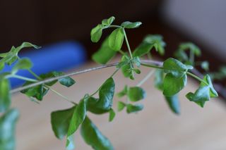（分類：）位於 。 由 eowsos 提交（商品編號 1182885060，圖片 1）。簡介： 。