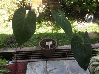(Category: ) located in . Submitted by dh.plants (Listing ID 1182737382, Image 1). Description: .