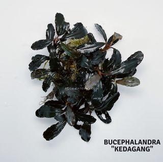 新しい bucephalandra.sp 3種【水上葉】 魚用品/水草 - www.bizbalears.com
