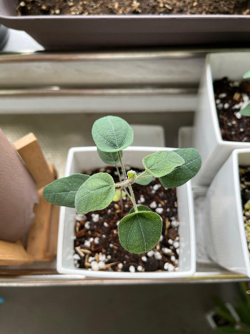 Eucalyptus citriodora (Lemon Eucalyptus), Furniture & Home Living