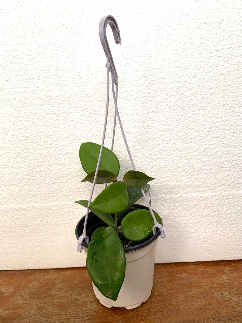 Hoya Carnosa Plant Furniture Home Living Gardening Plants Seeds