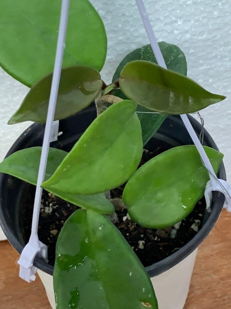 Hoya Carnosa Plant Furniture Home Living Gardening Plants Seeds