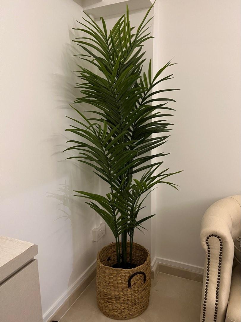 Indoor Kentia Palm (Ikea) with basket, Furniture & Home Living, Home Decor, Artificial Plants