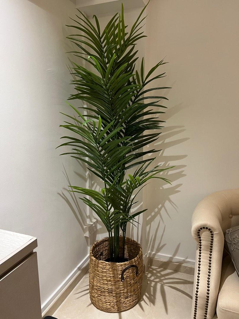 Indoor Kentia Palm (Ikea) with basket, Furniture & Home Living, Home