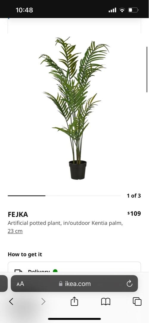 Indoor Kentia Palm (Ikea) with basket, Furniture & Home Living, Home