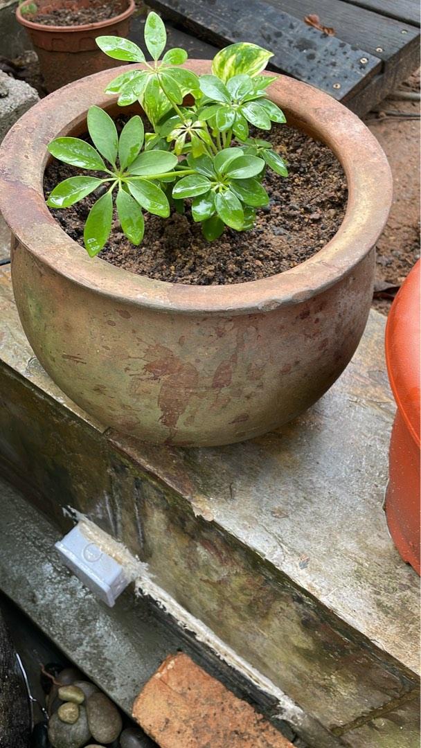 Landscapes64884980910465113