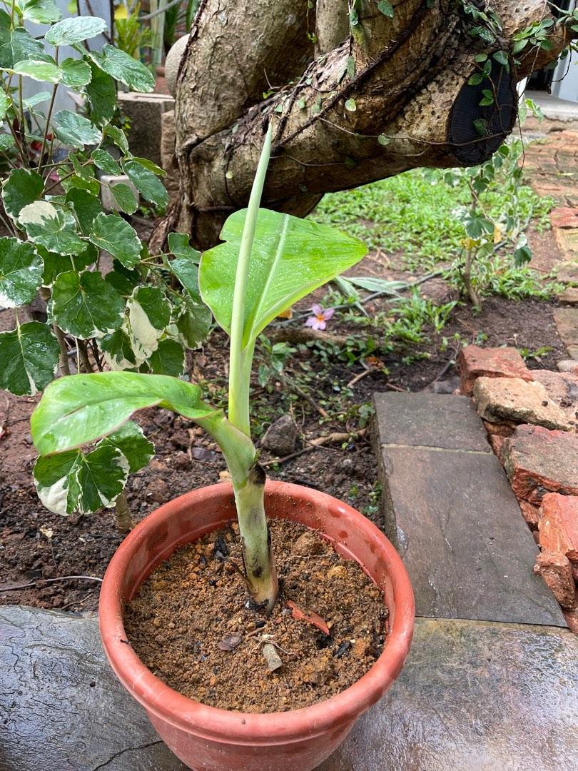 Landscapes64884980910465112