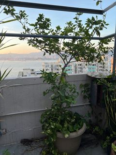 （分類：）位於 。 由 treasuresrepeated 提交（商品編號 1182816119，圖片 1）。簡介： 。