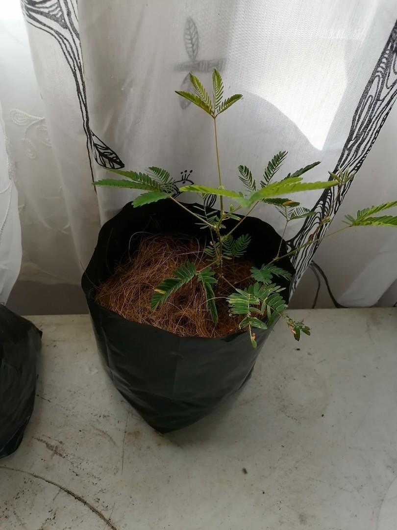 citations de makahiya