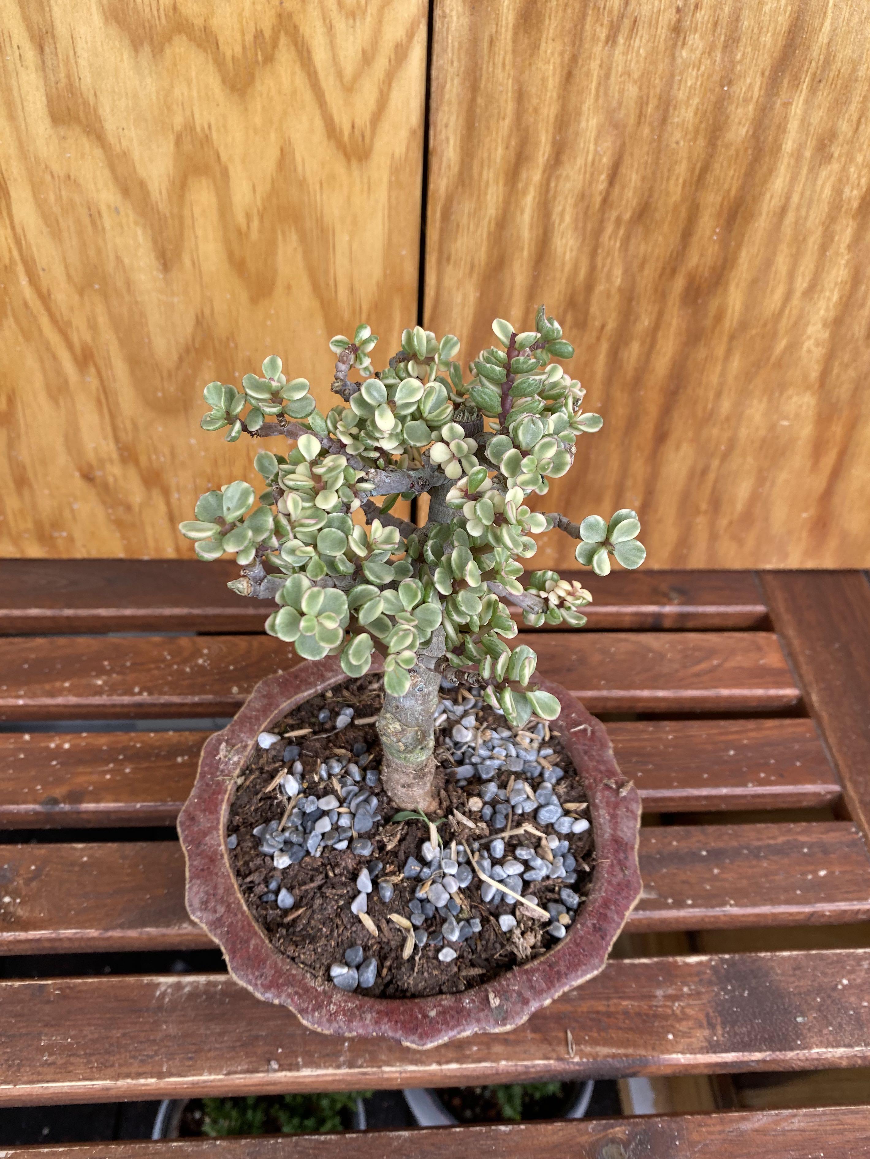 Mini Dwarf jade plant bonsai varigated in ceramic pot, Furniture & Home