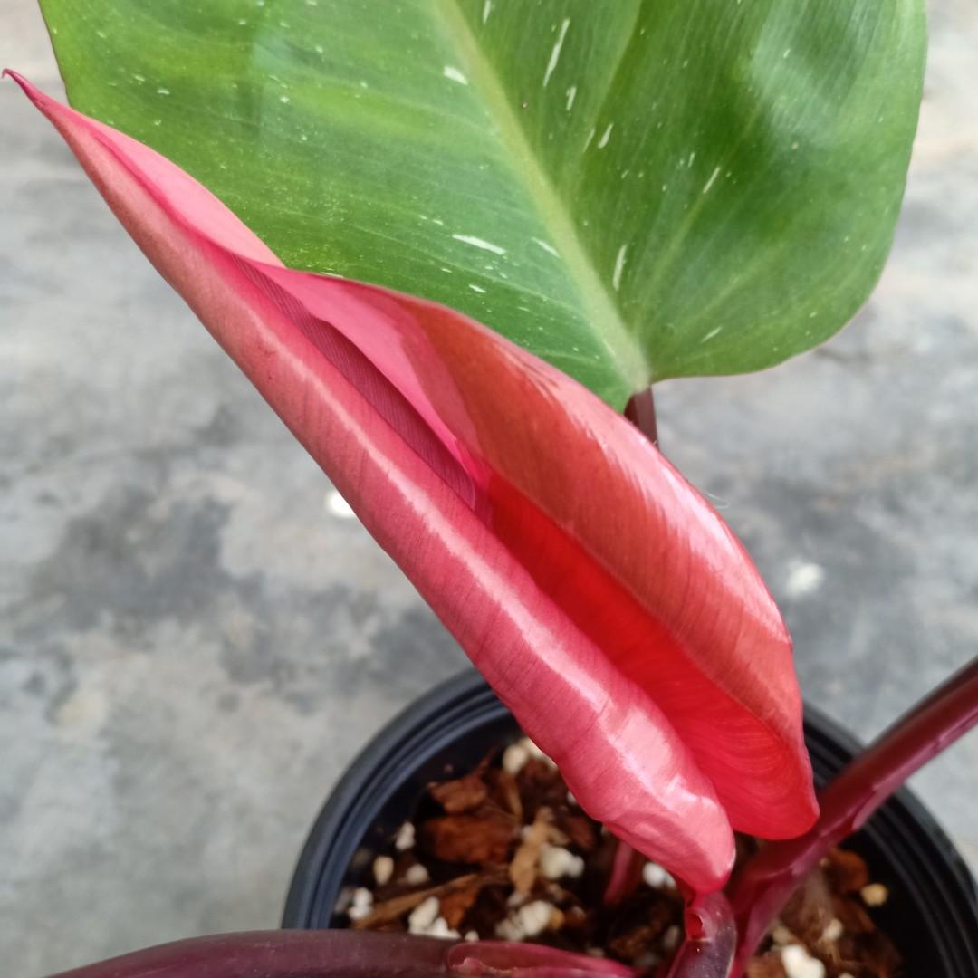 Philodendron Pink Princess, Furniture & Home Living, Gardening, Plants