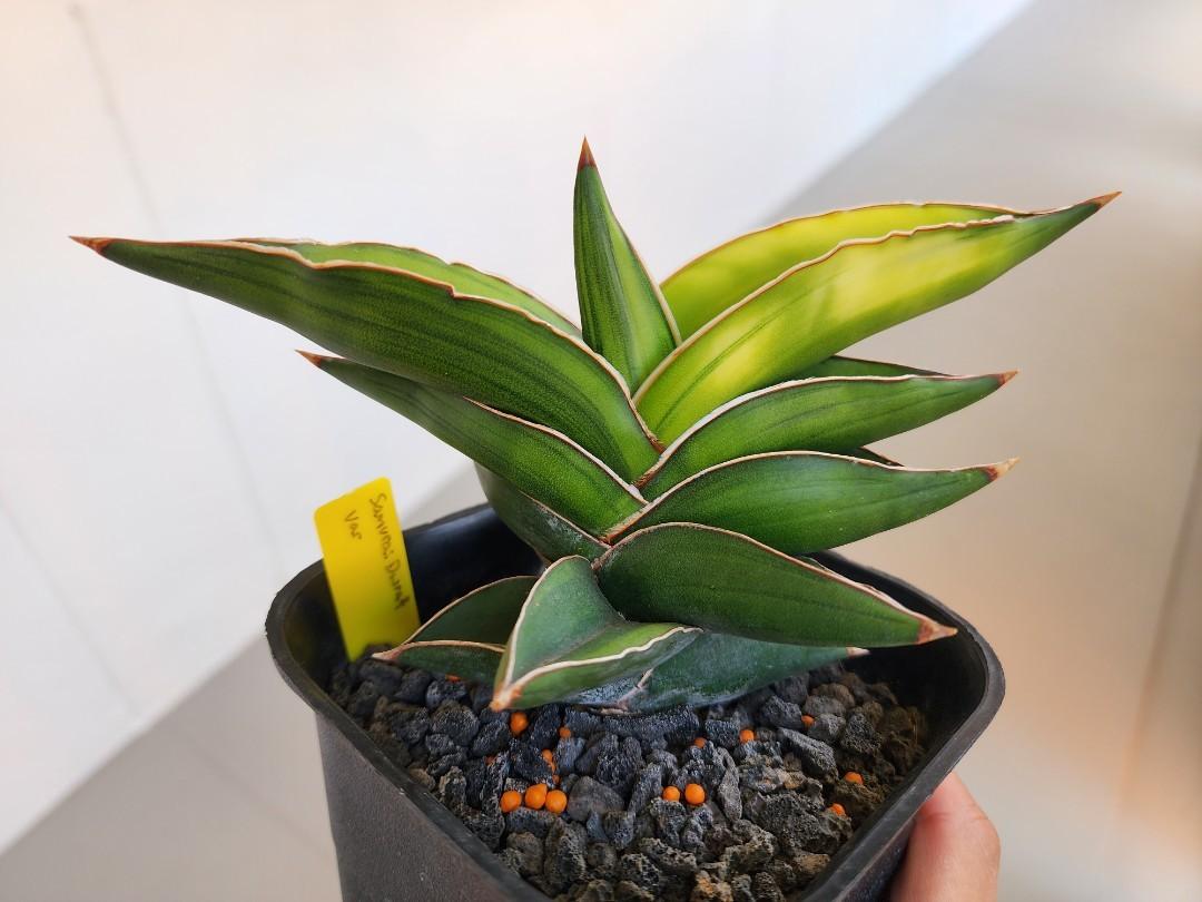 Sansevieria Samurai Dwarf Variegated Furniture And Home Living Gardening Plants And Seeds On 