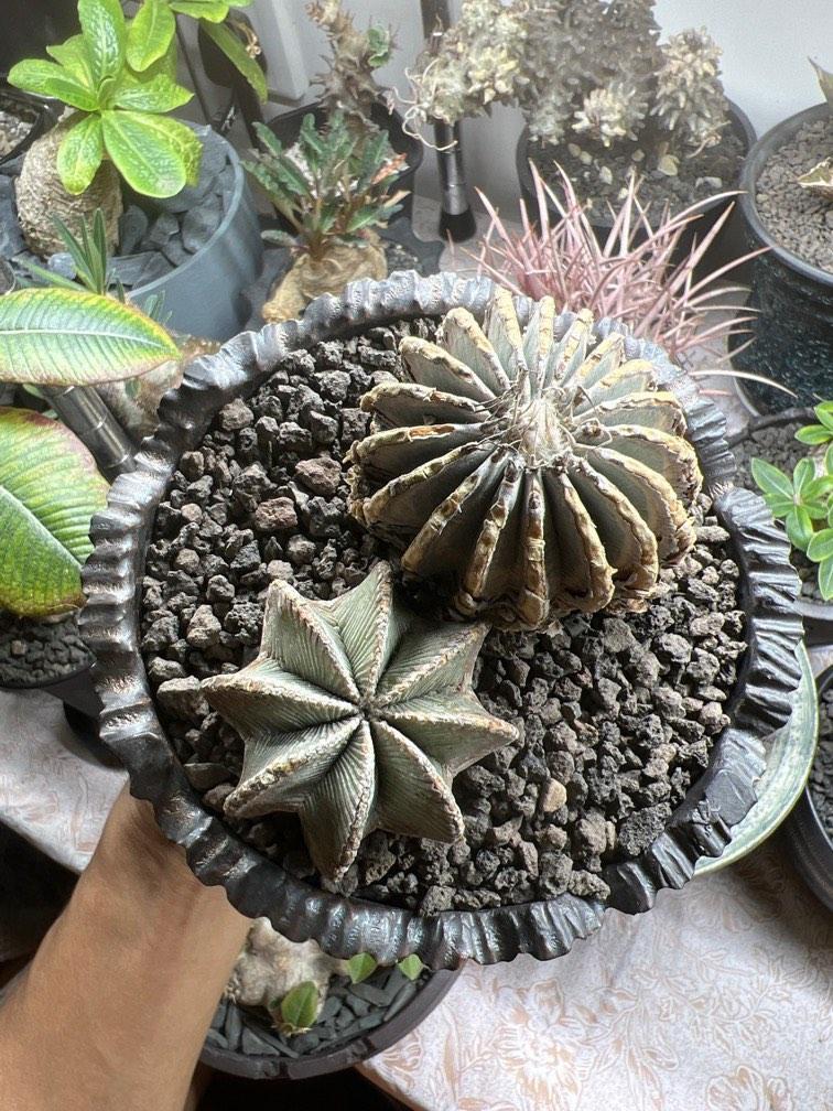 連盆 塊根植物多肉植物仙人掌產地薄葉 辛頓花籠套餐4cm 5cm 傢俬 家居 園藝 植物及種子 Carousell