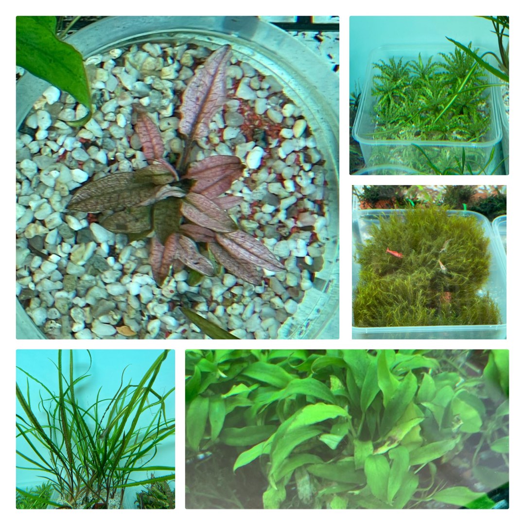 Aquatic Plants for sale!, Furniture & Home Living, Gardening, Plants