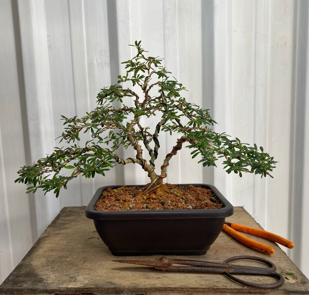 Bluebell/Desmodium Bonsai 凌珊盆栽, Furniture & Home Living, Gardening