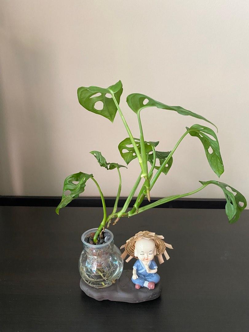 Hydroponic Swiss Cheese Plant, Furniture & Home Living, Gardening