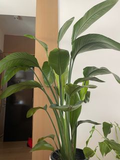 （分類：）位於 。 由 macrita99 提交（商品編號 1183024008，圖片 1）。簡介： 。