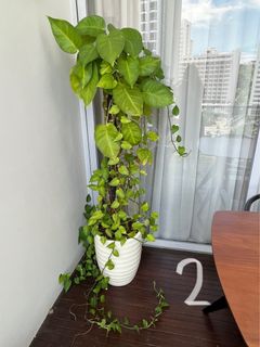 (Category: ) located in . Submitted by vijay111 (Listing ID 1182923483, Image 1). Description: .