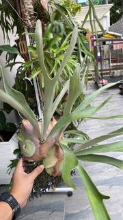 (Category: ) located in . Submitted by plantsparty (Listing ID 1172679451, Image 1). Description: .