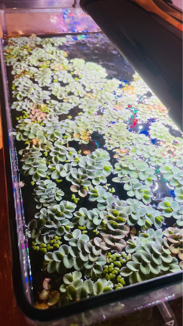 Sylvania Floating Plant for your Aquarium, Pet Supplies, Homes & Other