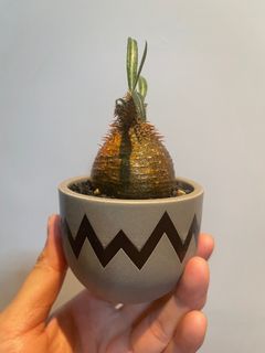 （分類：）位於 。 由 isaacckw 提交（商品編號 1183266782，圖片 1）。簡介： 。