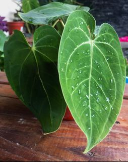 (Category: ) located in . Submitted by dh.plants (Listing ID 1183142901, Image 1). Description: .