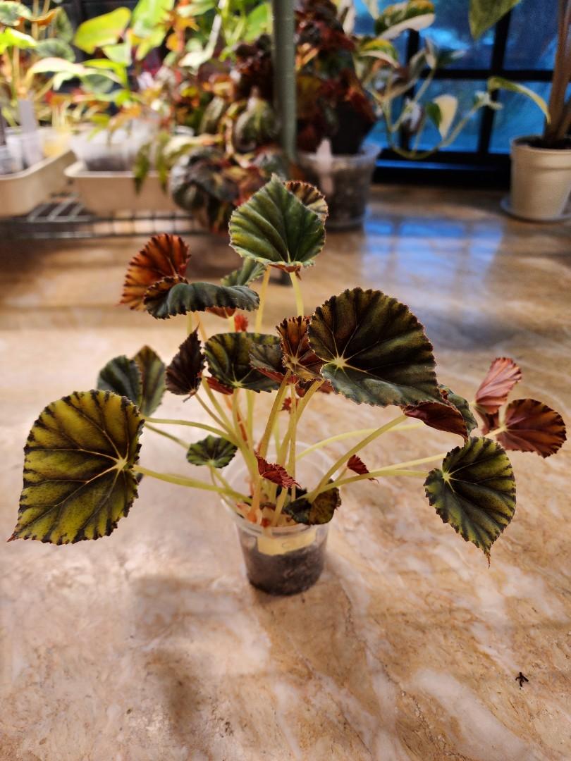 Begonia Mazae Nigricans, Furniture & Home Living, Gardening, Plants