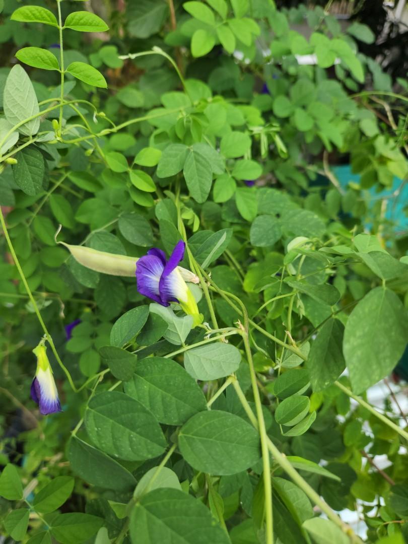 Blue tarnate, Blue pea, Butterfly pea plants, Furniture & Home Living