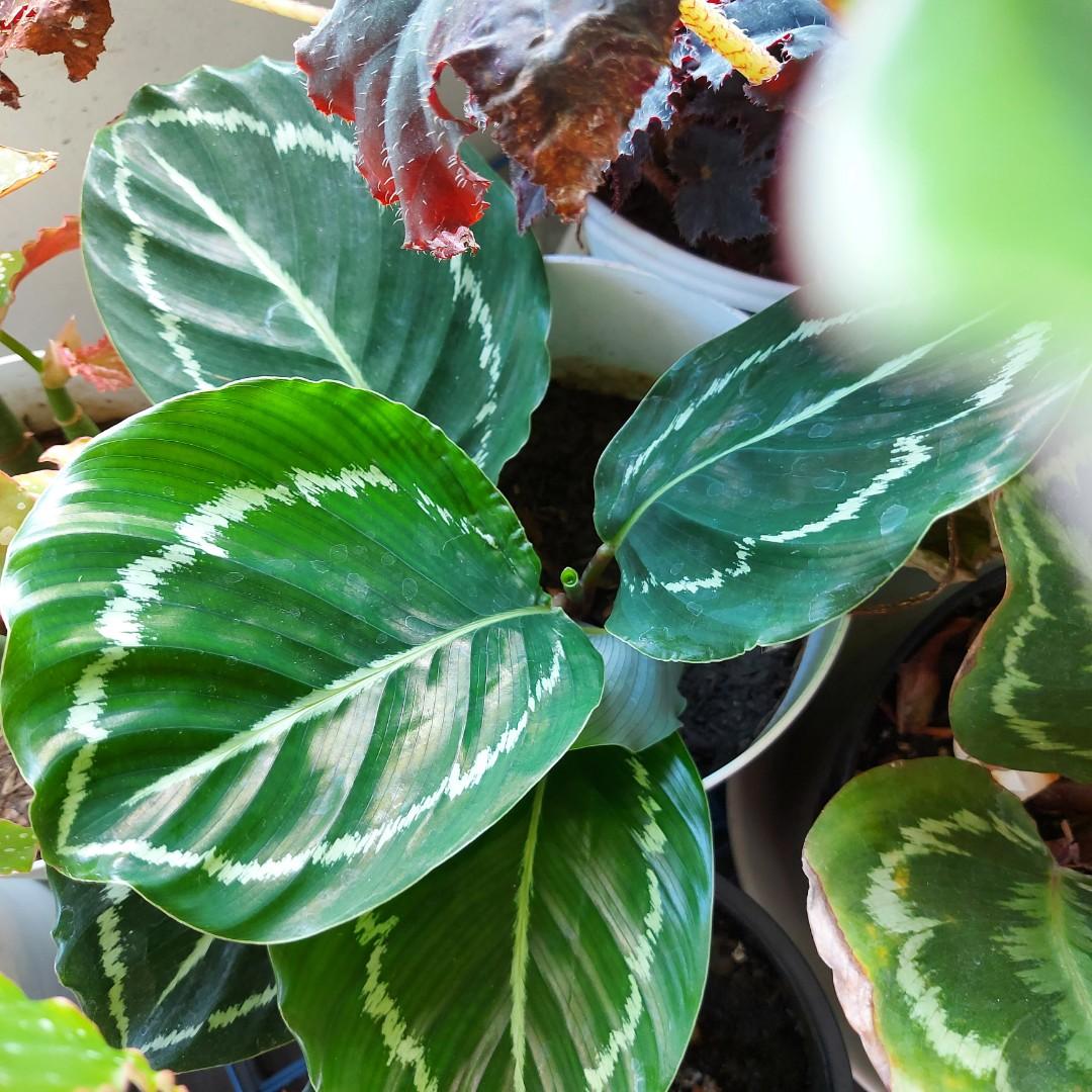 Calathea, Furniture & Home Living, Gardening, Plants & Seeds on Carousell
