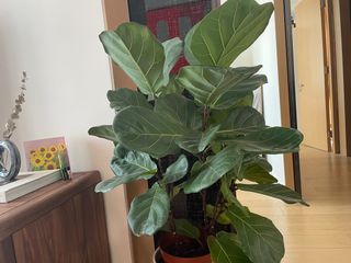 （分類：）位於 。 由 macrita99 提交（商品編號 1183132778，圖片 1）。簡介： 。