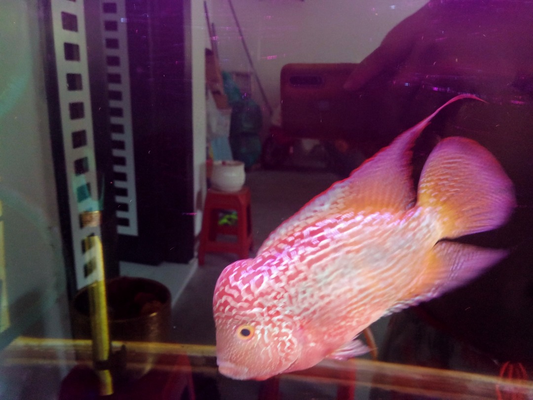 full-set-aquarium-and-fish-pet-supplies-homes-other-pet-accessories