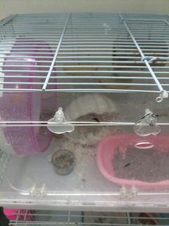 (Category: ) located in . Submitted by janricez (Listing ID 1183247248, Image 1). Description: .